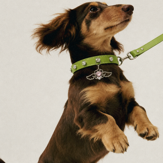 Angel Heart Rhinestone Dog Collar with Wing Charm