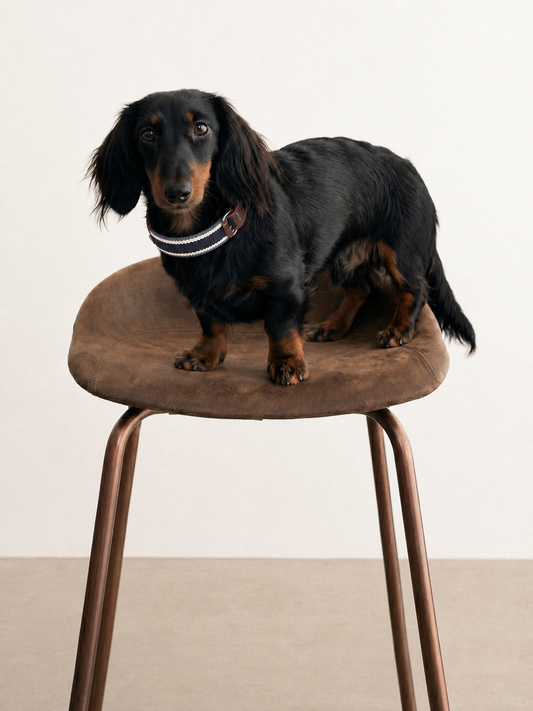 Midnight Stripe Leather Dog Collar