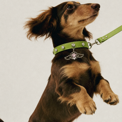 Apple Angel Rhinestone Dog Collar
