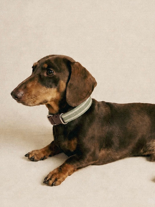 Olive Stripe Leather Dog Collar
