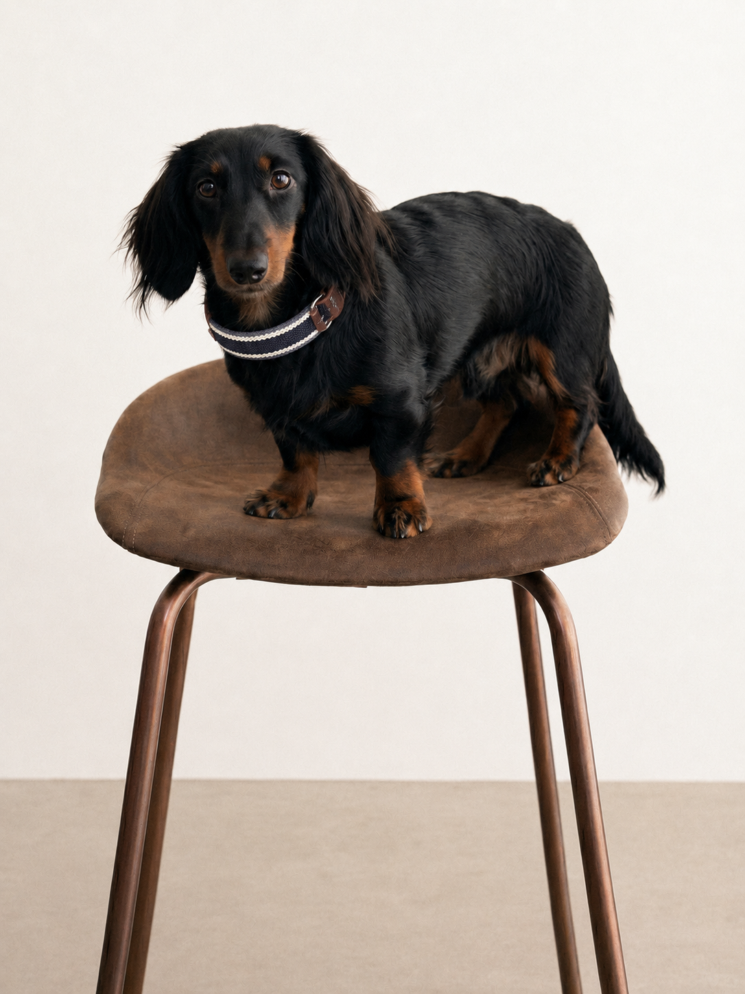 Midnight Stripe Leather Dog Collar