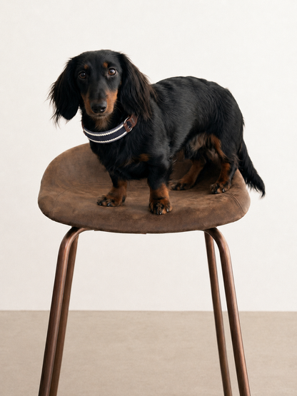 Midnight Stripe Leather Dog Collar