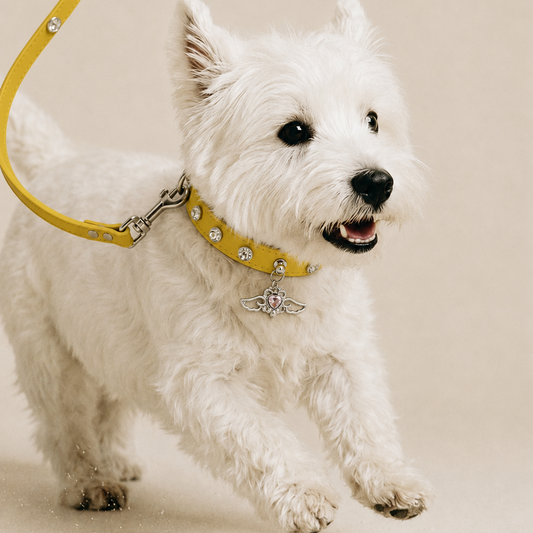 Sunshine Angel Rhinestone Dog Collar