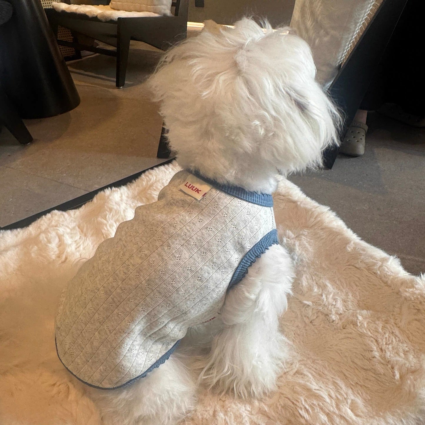 Soft Daisy Pet Shirts